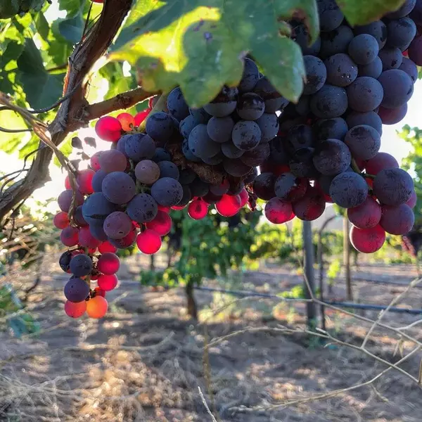 The Valle de Guadalupe, Mexico's Wine Region