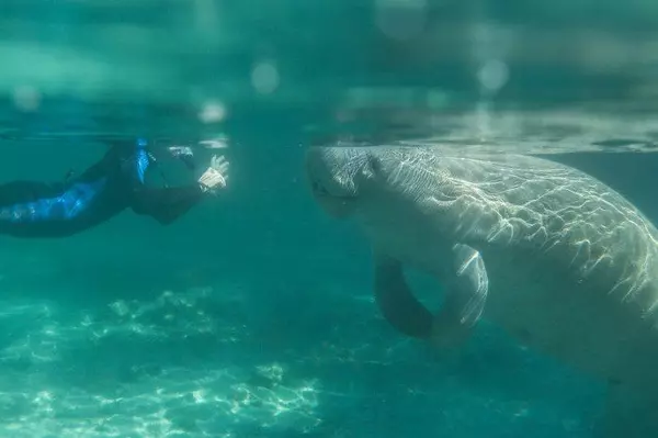 feature image of Florida Unleashed: Embrace the Wild Side of the Sunshine State!