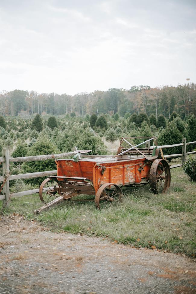 Chatham County Christmas Tree