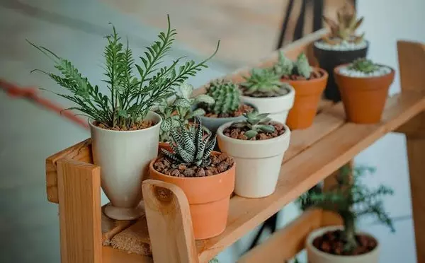 Blooming Beauties: Elevating Your Home Aesthetic with Indoor Plants,Michelle McMaster