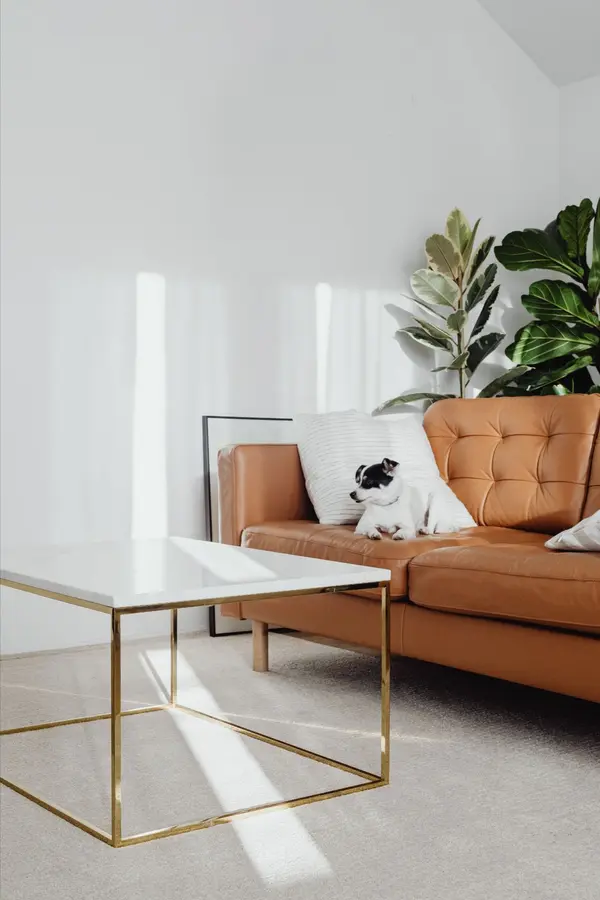 How to remove pet allergens from your new home,Office Admin