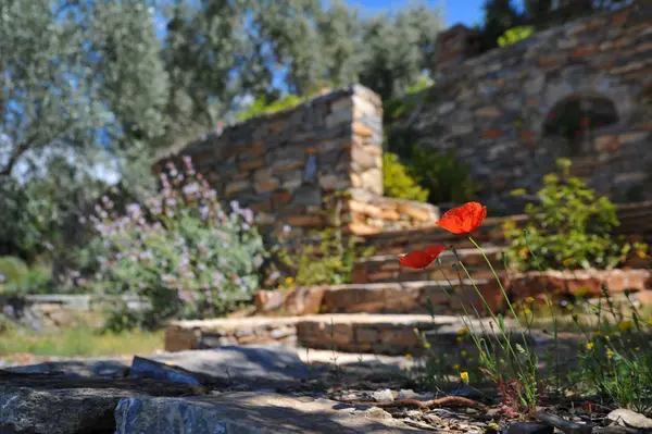 Adding Value to Your Property by Using Low-Maintenance Landscaping,Office Admin