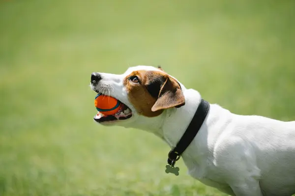 Unleash the Fun: Exploring Southwest Florida's Top Pooch Playgrounds,Billee Silva, PA, ABR SRS