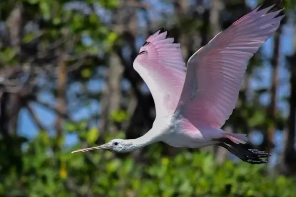 Exploring the Wonders of Tarpon Bay and J.N. 'Ding' Darling Wildlife Refuge,Billee Silva, PA, ABR SRS