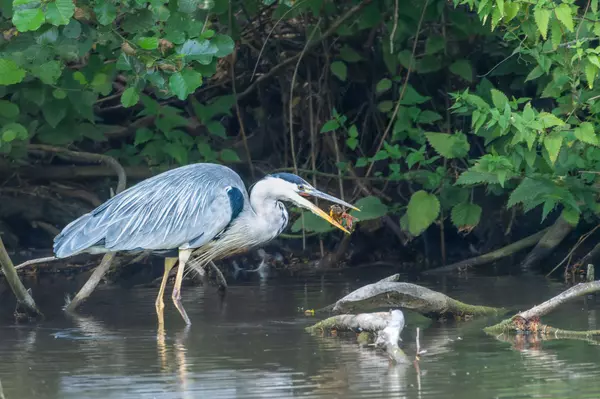 Unlocking the Mystique of Southwest Florida's Diverse Terrain,Billee Silva, PA, ABR SRS