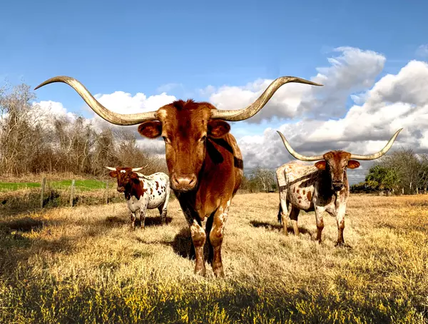 Longhorns_unsplash