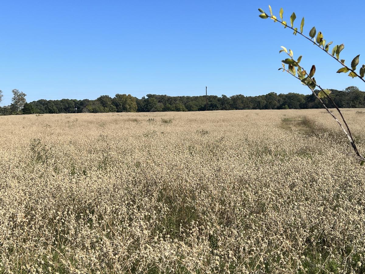 East Texas Real Estate East Texas Land for Sale Quitman TX Wood C...