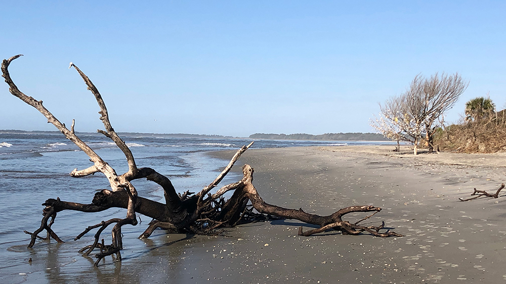 driftwood on folly beach sc