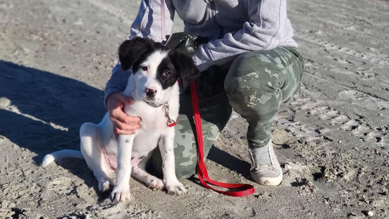 black and white dog on folly beach