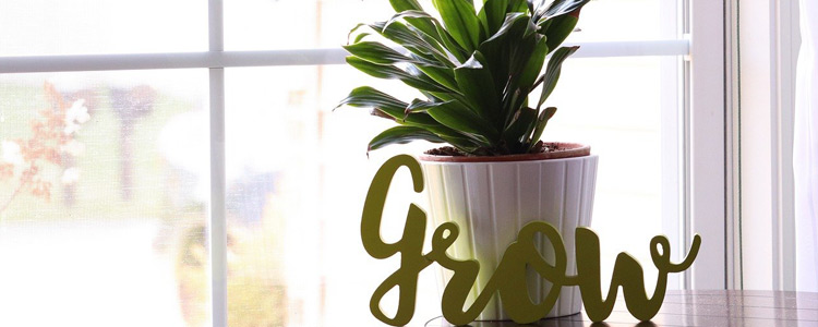 5 Perfect Plants to Decorate Your Home Office