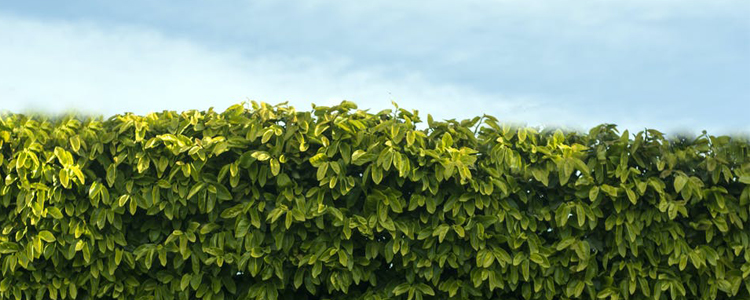 Clean Hedges Curb Appeal