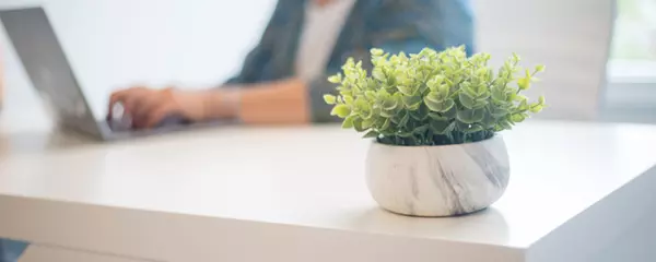 5 Perfect Plants To Decorate Your Home Office,Kevin Scharfenberg