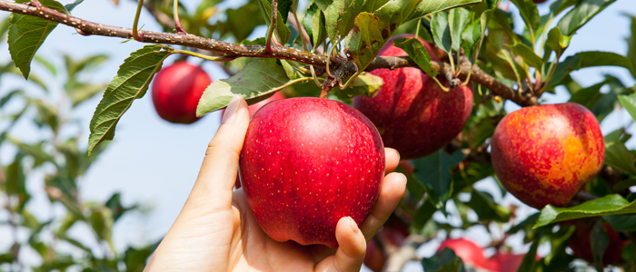 Horstings Farm Market - Apple Picking