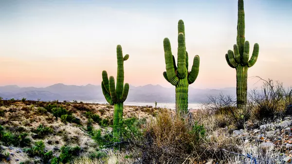 feature image of The Saguaro Cactus in North Scottsdale &amp; Carefree