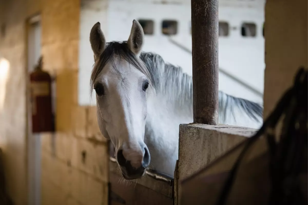 close-up-of-horse-in-stable-2022-02-02-03-49-59-utc