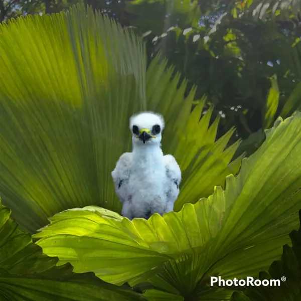 Birder Alert! Mississippi Kites Have Arrived on Isle of Palms!,Deb Faires