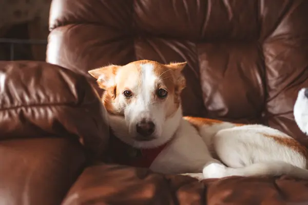 How to Keep Your Home Clean with a Dog: Easy, Budget-Friendly Tips,Lisa Barr