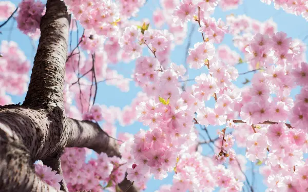 Homebuyer Activity Shows Signs of Warming Up for Spring,Bernice Devries