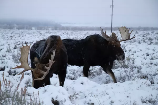 Moose