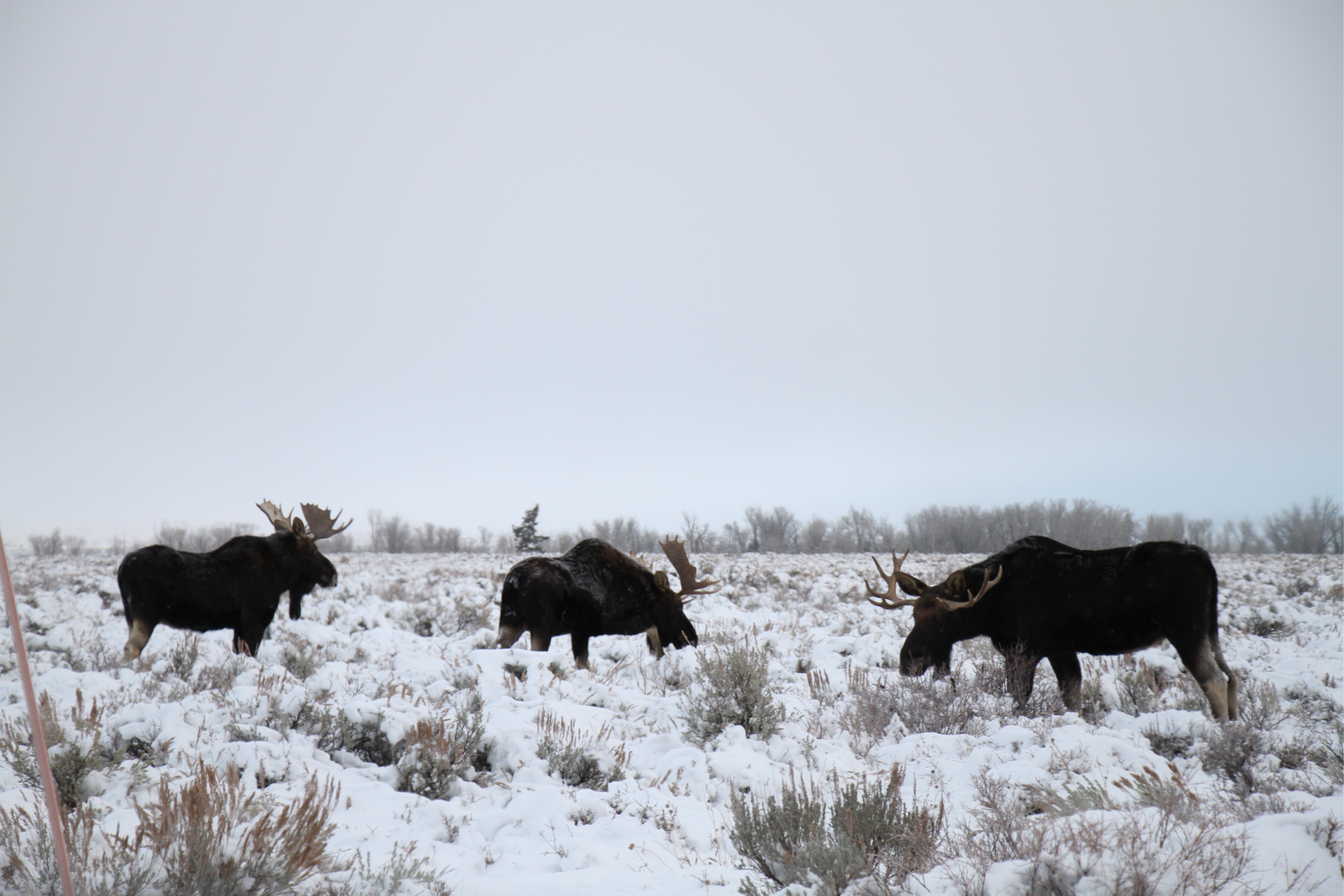 Wilson Wyoming