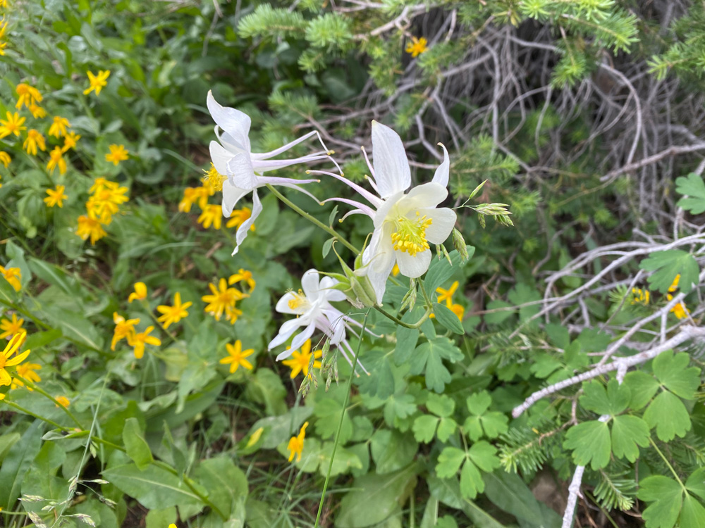 Wildflowers in Teton Valley Idaho