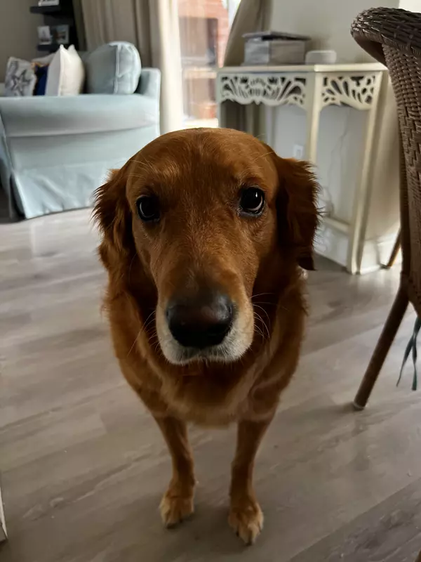 Pet Restrictions - Don't Forget to Take Your Furry Friend Into Consideration When Buying a Home!