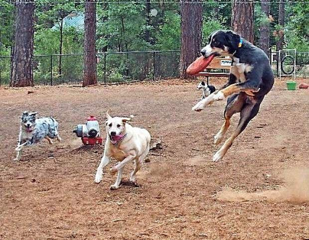 Grass Valley Off Leash Dog Park- Sierra Player Grass Valley Realtor explains the two dog parks in Nevada County in Detail. 