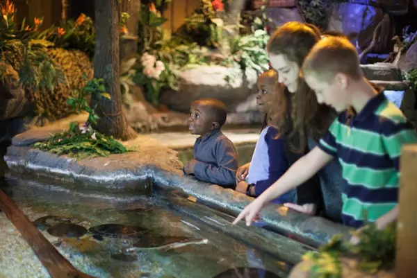 Exploring Family Fun: Things to Do with Kids in Catawba County, NC,True North Realty