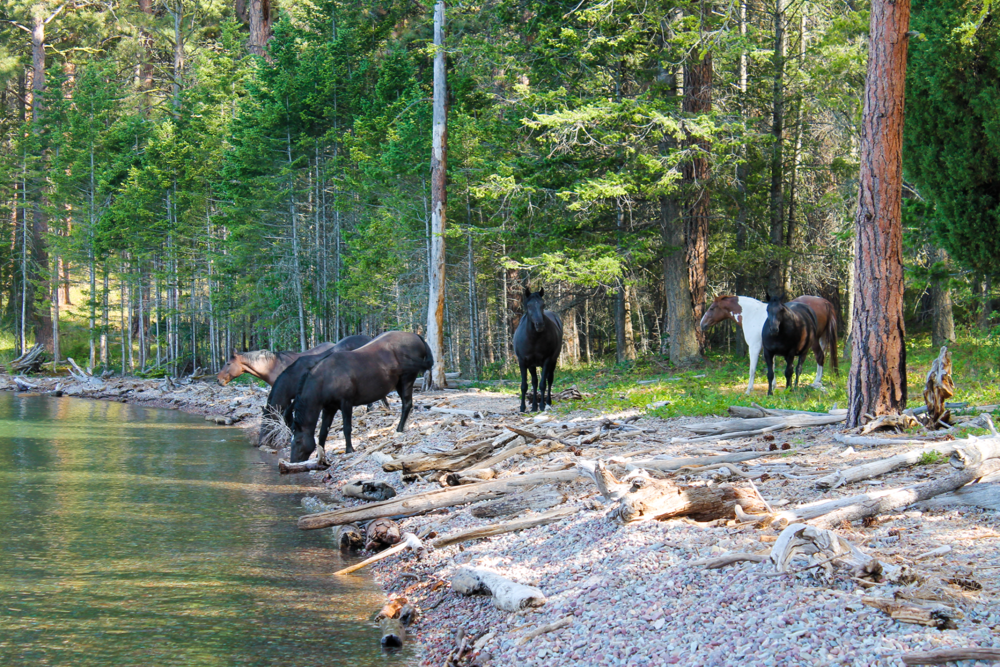 Wildlife Flathead Lake Montana Dalon Pobran Real Estate