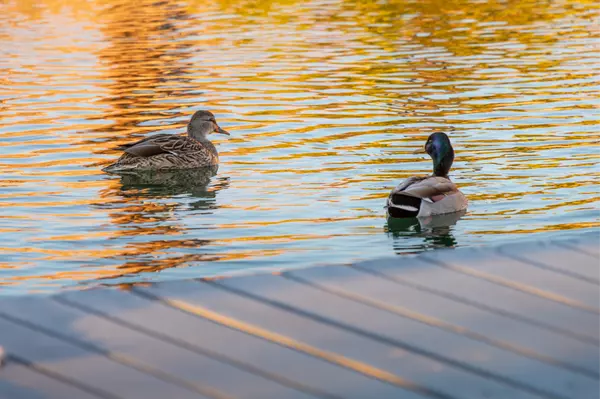 Ducks in the water