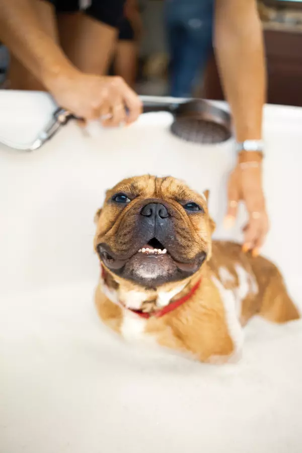 Best Dog Washes in San Diego,Sarah Bourke