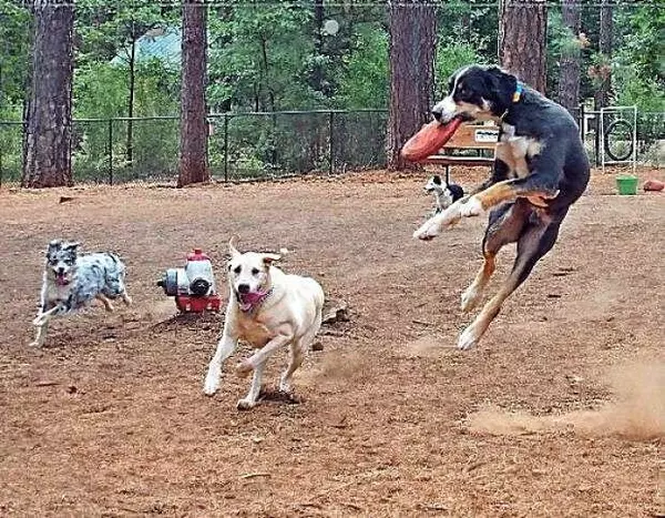 Unleashing Fun at Off-Leash Dog Parks Exploring Nevada County, CA