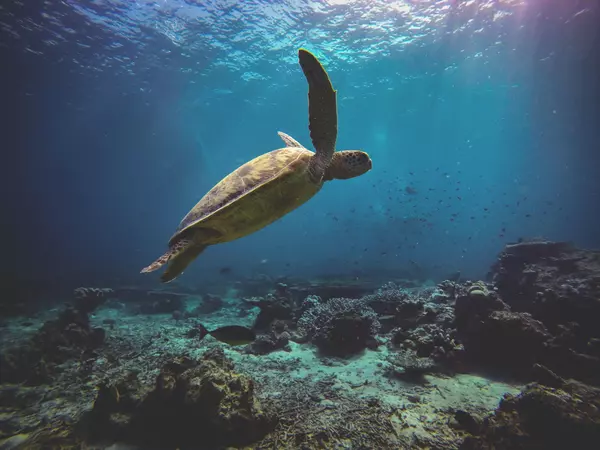 What's the Water Temperature in Maui? Your Guide to Year-Round Ocean Adventures,Gray Marino