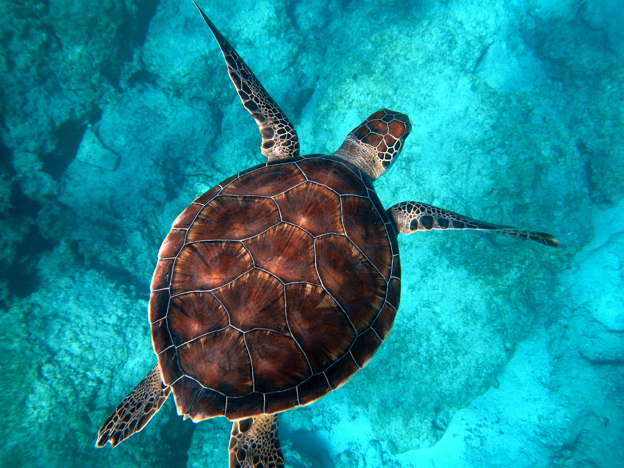 Green Sea Turtle in Maui, Hawaii at Ho'okipa Beach