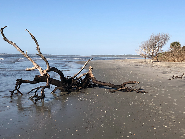 driftwood on folly beach sc