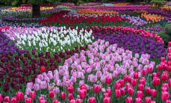 Skagit Valley Tulip Festival ,WAHOUSES