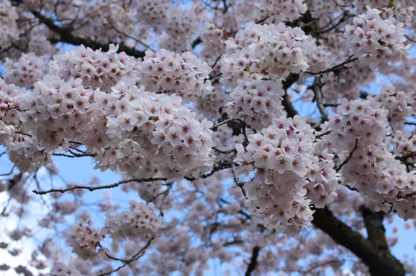 UW Cherry Blossoms,WAHOUSES