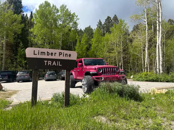 Limber Pine trail 