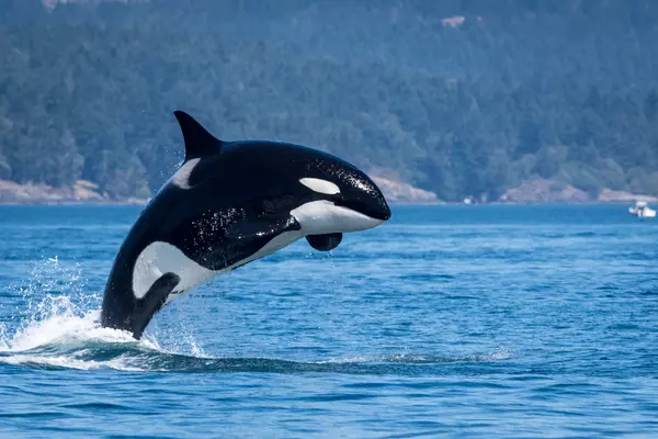 Orcas,WAHOUSES