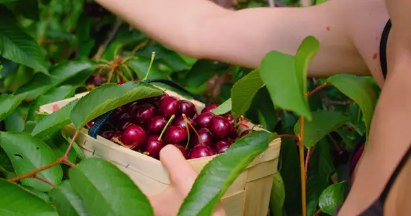 Cherry Picking around Santa Clarita California,Cash McCallum