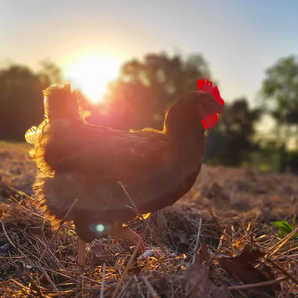 What Southern MO Towns Allow Livestock?