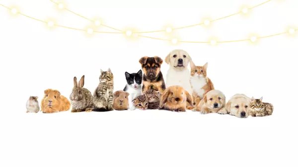 Mobile Grooming Service for your Fur Babies!,Jackie Jones Kapuscinski