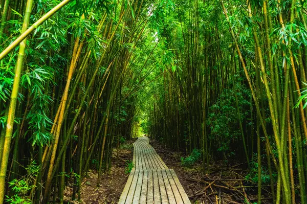 Exploring the Enchanting Pipiwai Trail (Bamboo Forrest) in Maui with Gray Marino and Family,Gray Marino