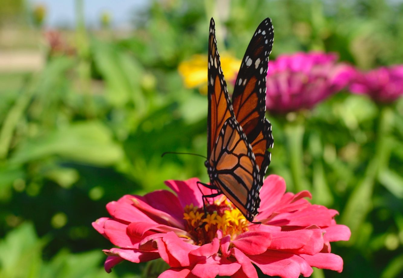 lovely hollow farms flower and monarch