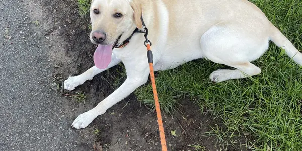 Electrifying Survival: Dog's Close Call with Metal Plate Shock Sparks Safety Concerns in Swampscott,James Lynch