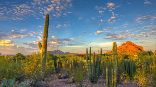 Half-Yearly Phoenix Real Estate Market Update (Jan-July 23),Allison Ikeler