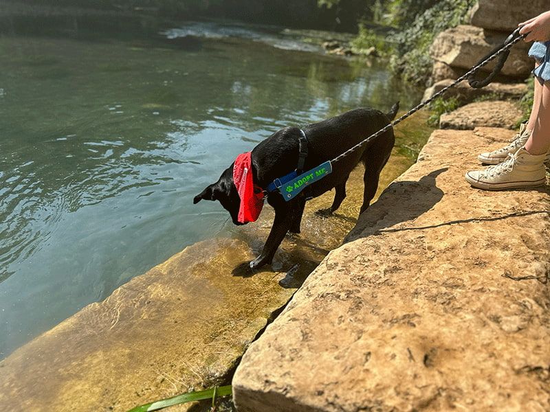 Image of Dog's Day Out adoptable animal exploring the San Marcos River on lead.