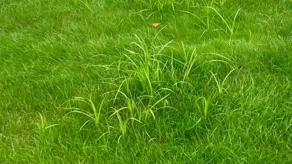 Is it a Weed or Grass?,Tom Carroll