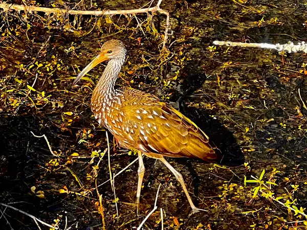 Explore the Six Mile Cypress Slough Preserve,Billee Silva, PA, ABR SRS