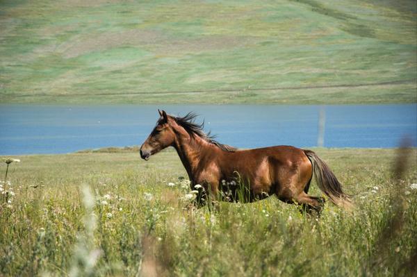 Why the Treasure Valley is Great for Horses,Lysi Bishop Real Estate